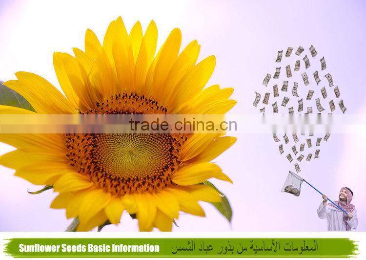 Supply Wholesale New Crop White Sunflower seeds