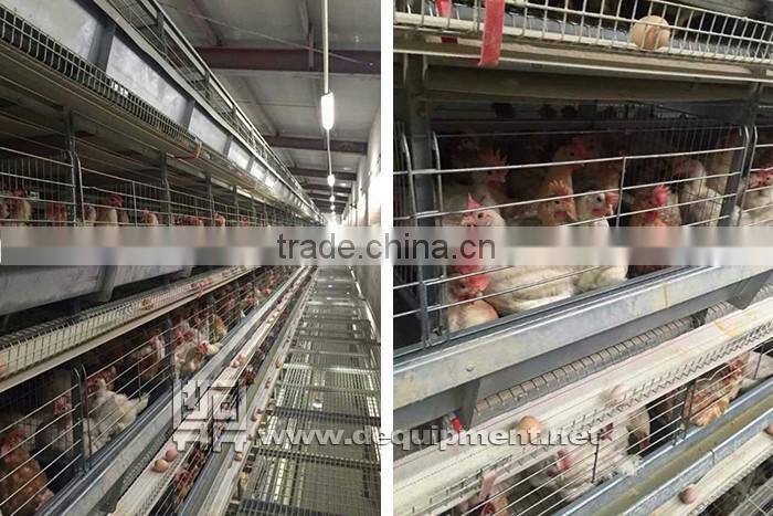 64,000 birds chicken farm