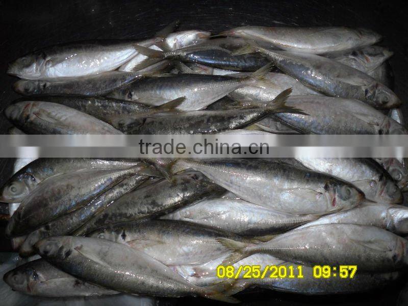 frozen horse mackerel whole round smalleye