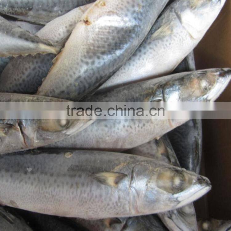 New catching mackerel WR frozen mackerel whole round 200-300G for Africa market