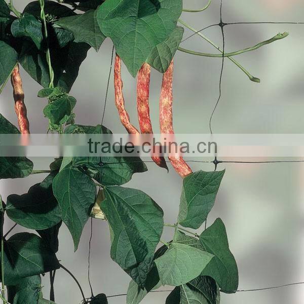 vegetable trellis netting,plants protection net apoio planta net with cheap price