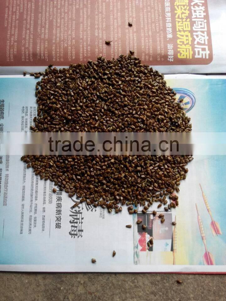 Cassia Tea/Cassia Tora seed/Semen Cassiae Seeds/Cassia Tora seeds from India - CTS