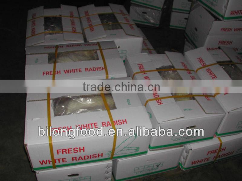 new crop fresh white raddish from china