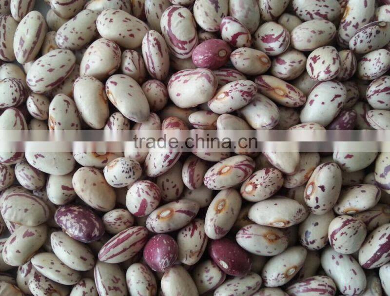 Cheap Light Speckled Kidney Beans, 2014 Light Speckled Kidney Beans,