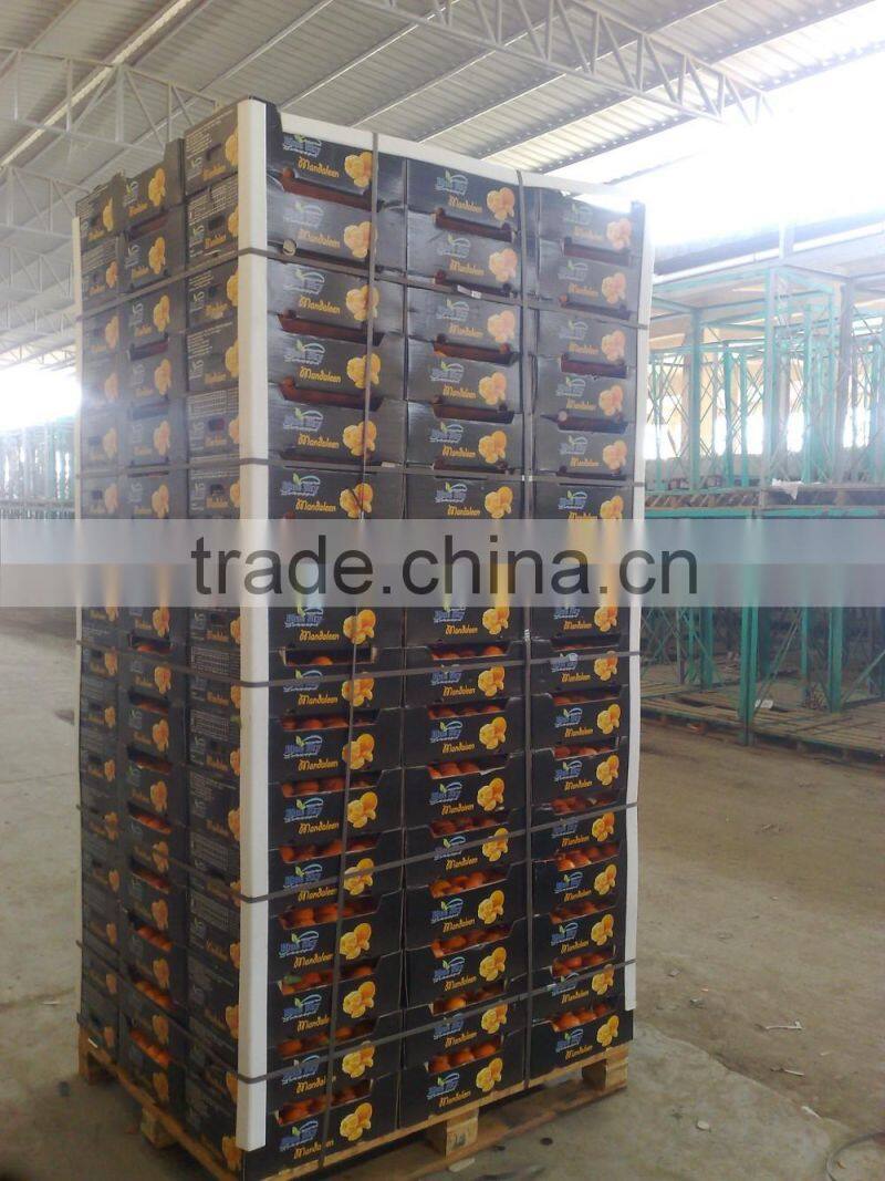 Fresh Mandarin ( Calamantine ) From Egypt