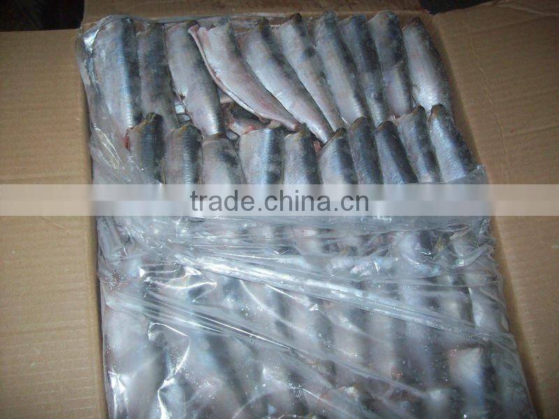 frozen whole round sardine