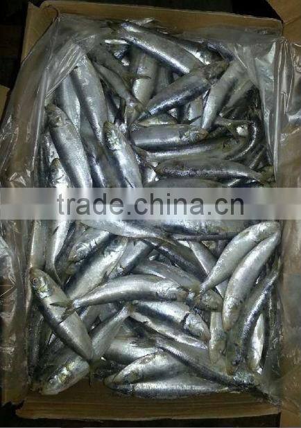 good price frozen sardine fish