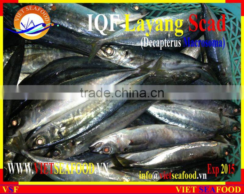 IQF LAYANG SCAD WHOLE ROUND