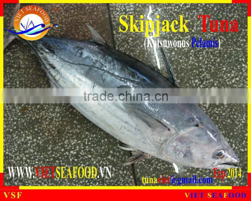 FROZEN SKIPJACK TUNA WHOLE ROUND