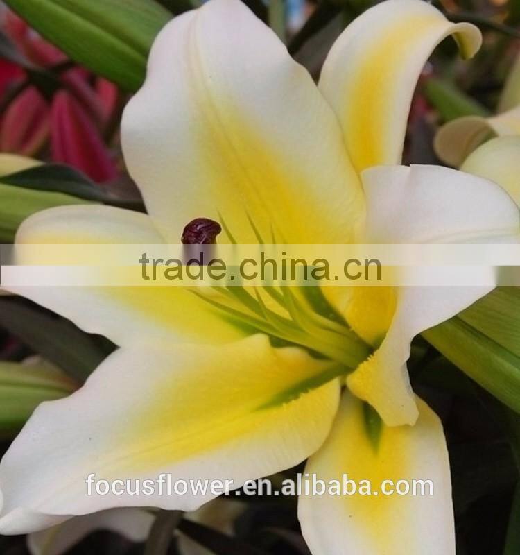 New Arrival Fresh Cut Yellow Lily Flower