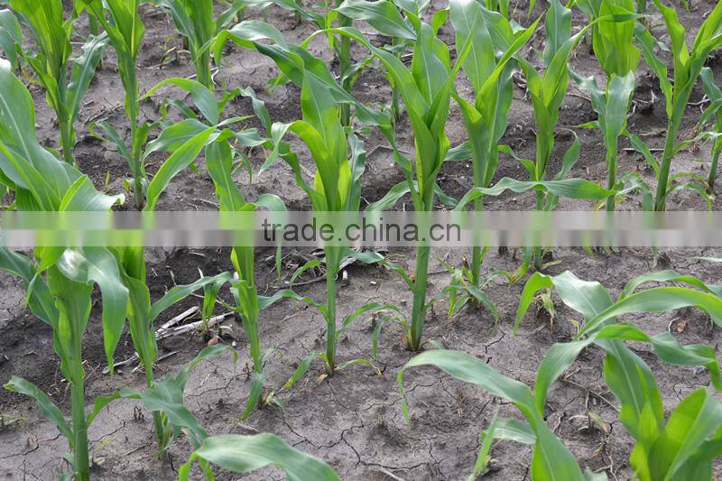 new products agricultural farm pneumatic precision 5-row potato seed equipment