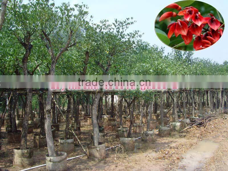 for outdoor landscaping ornamental bonsai plants