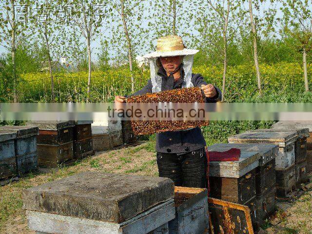 corn poppy pollen buccal tablet/bee pollen tablet