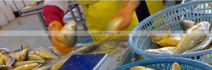 frozen yellow croaker on sale IQF