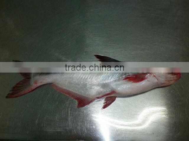 Frozen Pangasius Fillet / Pangasius Hypophthalmus / Vietnam Seafood