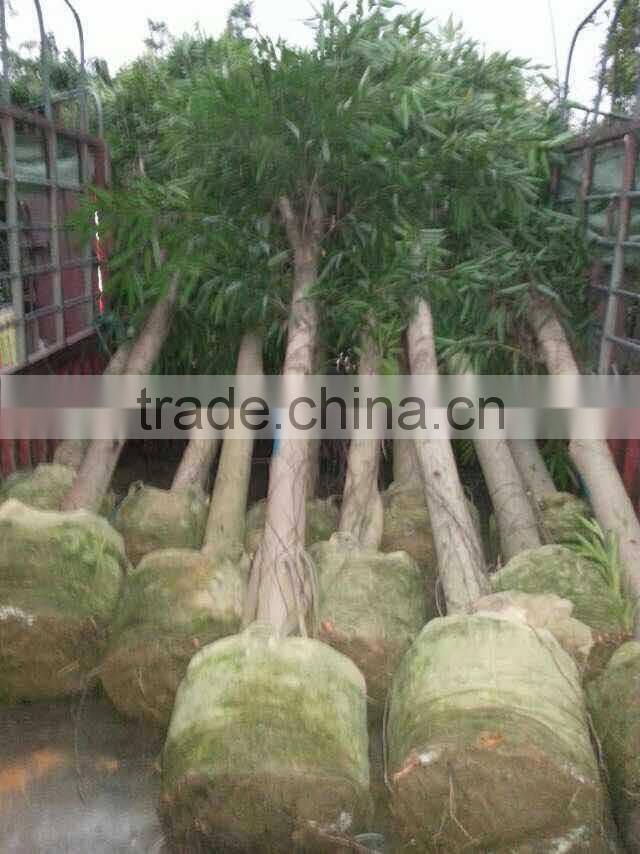 Ficus irregularis