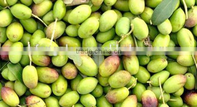 Olive Color Sorting