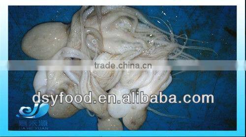 fresh frozen baby octopus