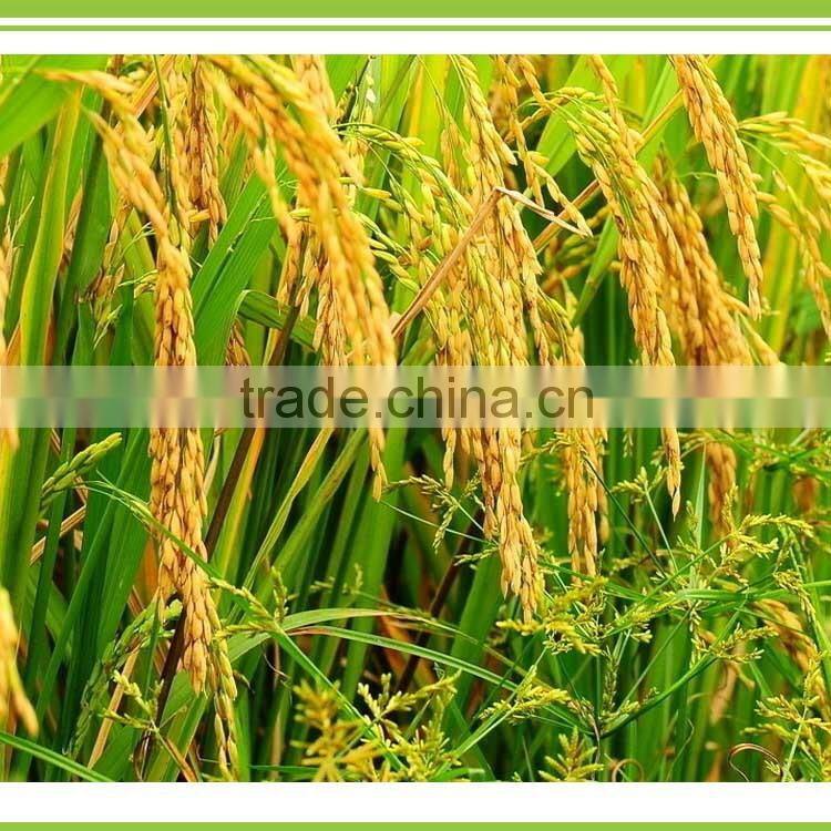 microbial fungicide for seed treatment to prevent fungi, soil brone disease