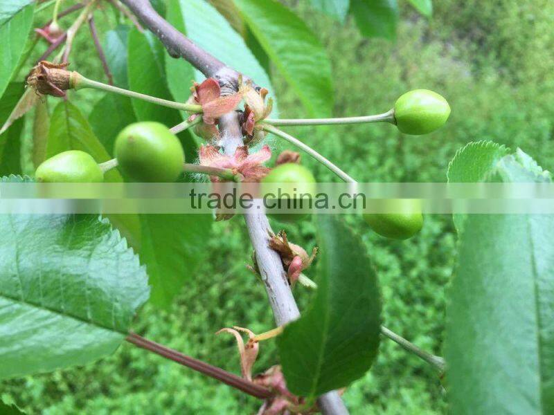 bagged china fresh cherries high quality