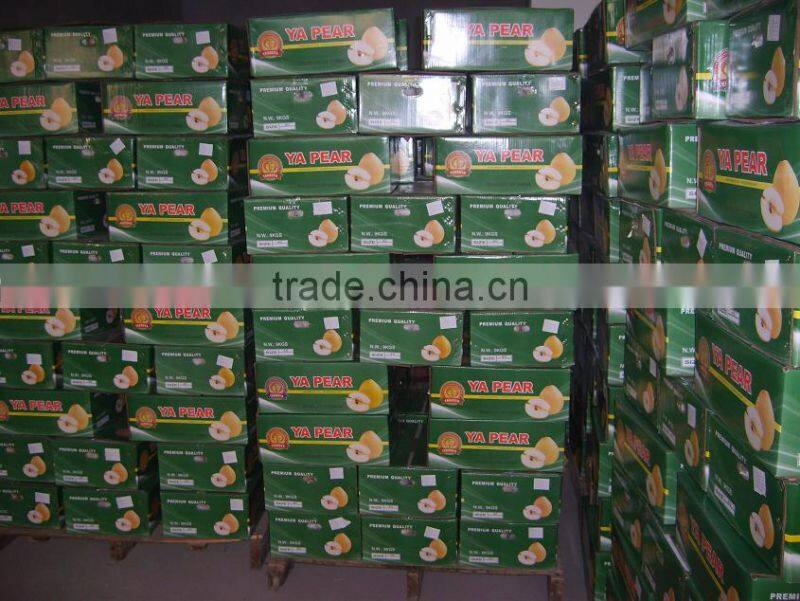 Super Shandong Pear Packed in Carton