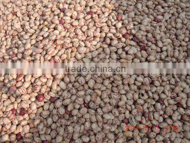 2015 new crops of light speckled kidney beans