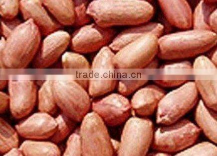 New crop 2013 Bold Peanuts 50/60