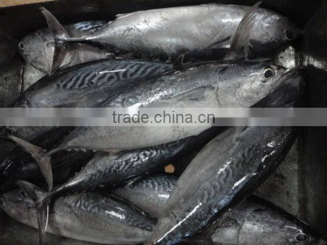 frozen sea food bonito fish