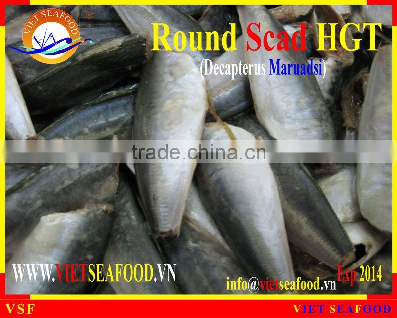 HGT FROZEN ROUND SCAD