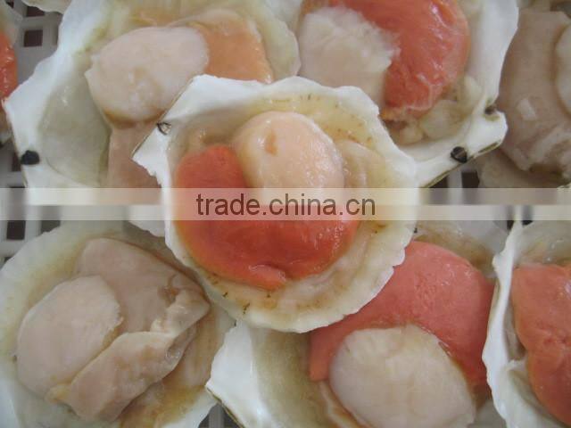 frozen hokkaido scallop
