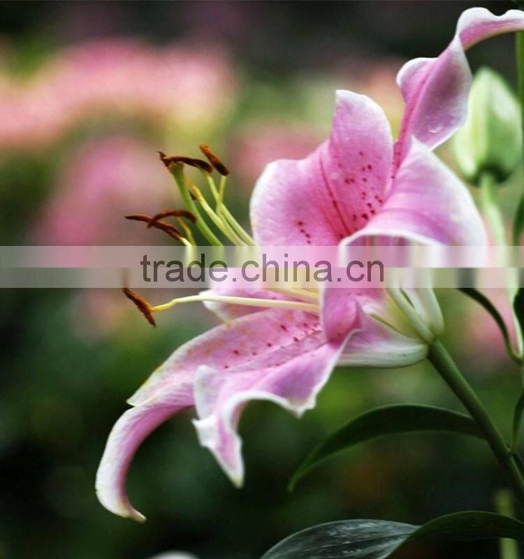 Most Popular Pink Dress Lily 2017