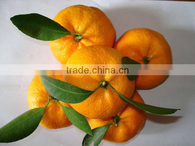 Nanfeng Honey Baby Orange