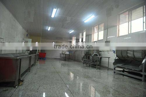 Frozen Ribbon fish WR