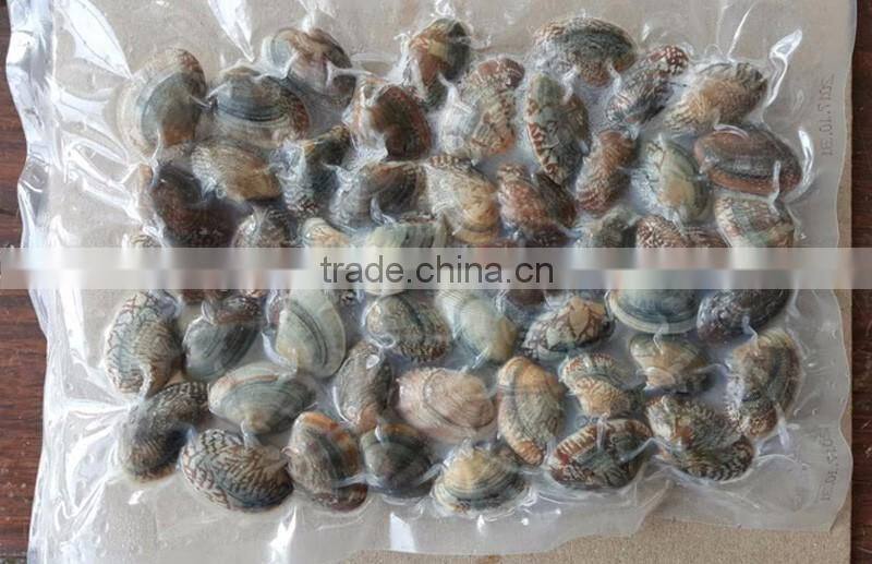 Quick frozen clam seafood