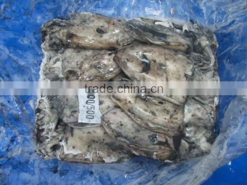 CUTTLE FISH WHOLE