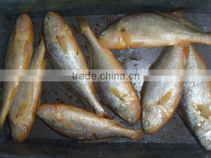 Frozen Seafoods Frozen Yellow croaker