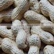 Raw Peanuts Inshell New Crop