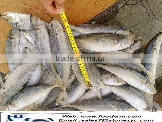 sea frozen horse mackerel whole round