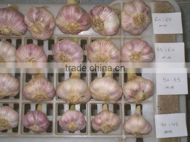 Red Garlic