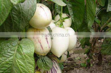 Hybrid F1 Solanum muricatum Pepino Cucumber Seeds For Planting