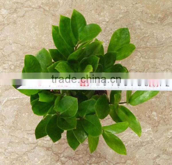 natural Zamioculcas zamiifolia for indoor ornamental decorative bonsai plants