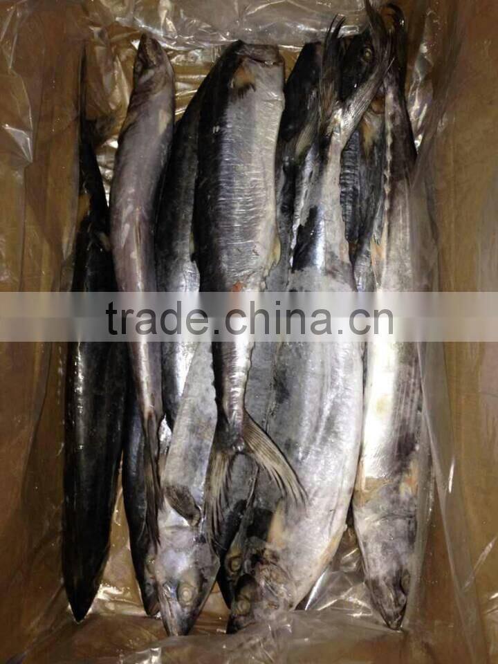 ikan frozen of spanish mackerel