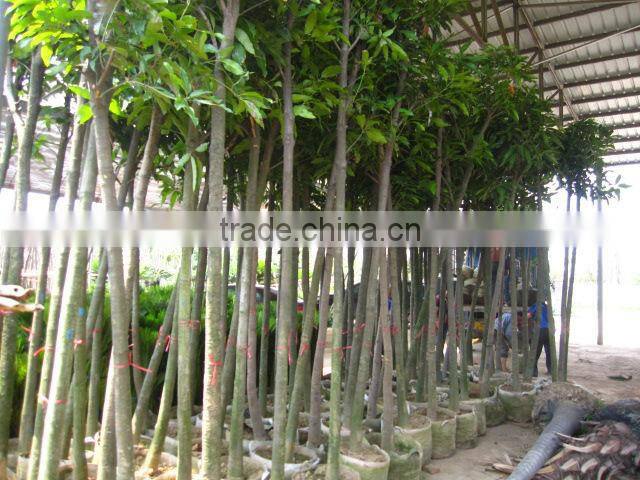 Mangifera indica tropical fruit trees