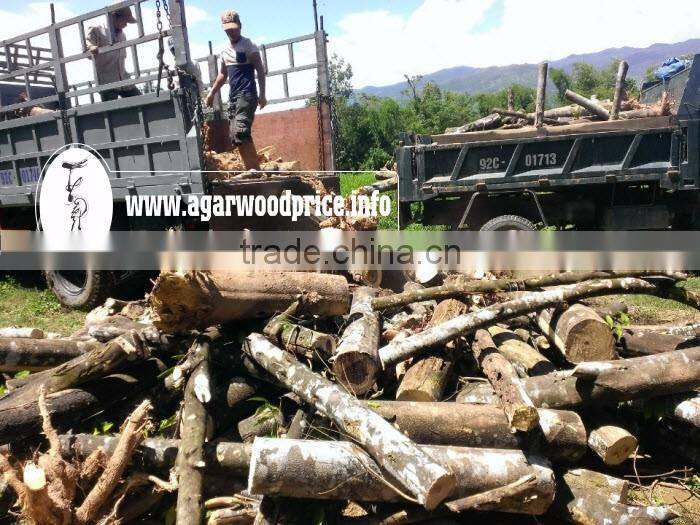 Vietnam Agarwood Powder/ Oud Powder/ Eaglewood Powder - High Resin to Make High Quality Incense