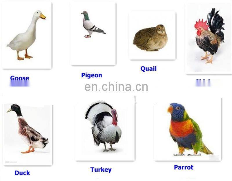 Factory supply commercial egg incubator for sale made in Germany , industrial chicken egg incubator