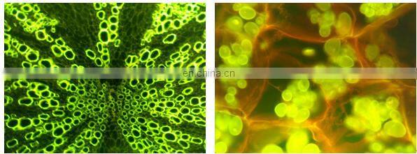 DMS-854 Digital LCD Laboratory microscope biological fluorescence microscope with best price