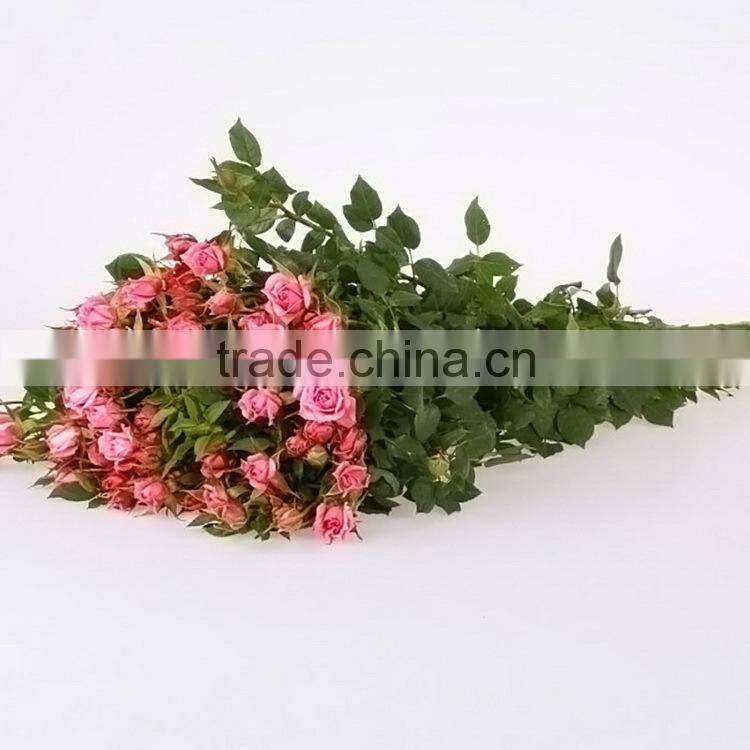 Colorful sprayed rose high quality fresh cut rose flower