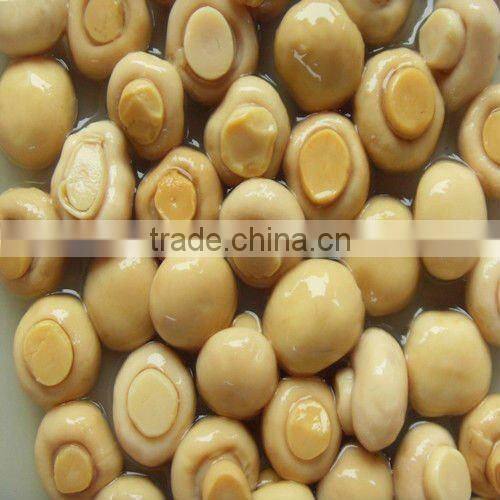 choice and whole canned mushroom in tin