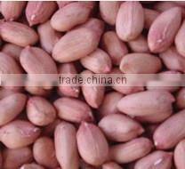 peanut 24/28 cheap factory price exporting for 20 years