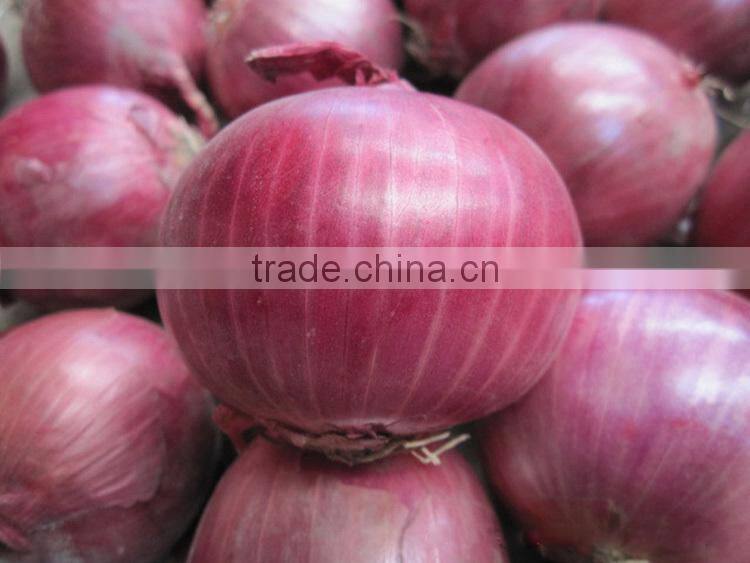 superior fresh red onion from onion exporters China